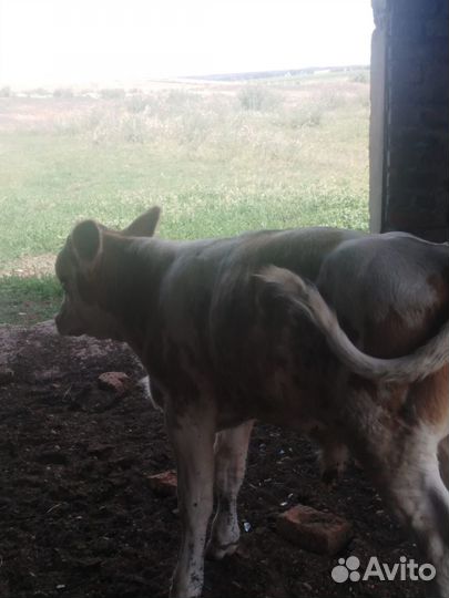 Продаются корова и телята