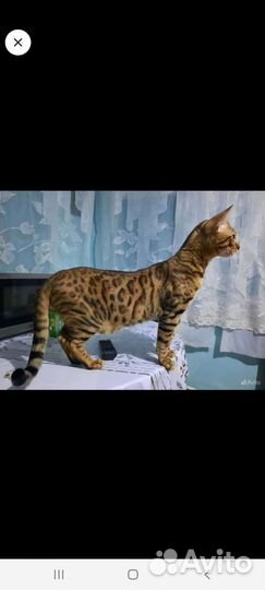 Бенгальская