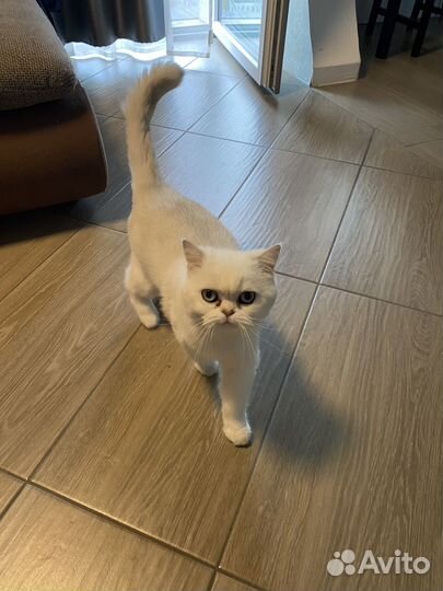 Британская кошка бесплатно