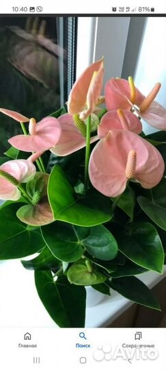 Антуриум Спирит