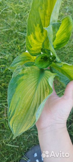 Хоста гигант Хоста Georgia Sweetheart