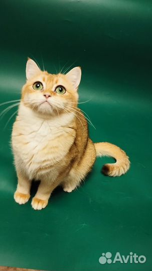 Пушистые друзья