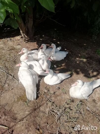 Индоутки и гуси