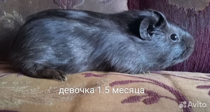 Морская свинка