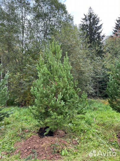 Ель 2,5 метра