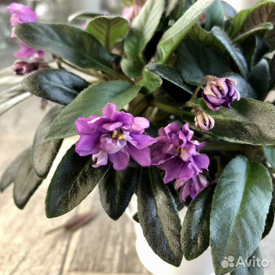 Фиалка Senk's Azalea Trail (трейлер)