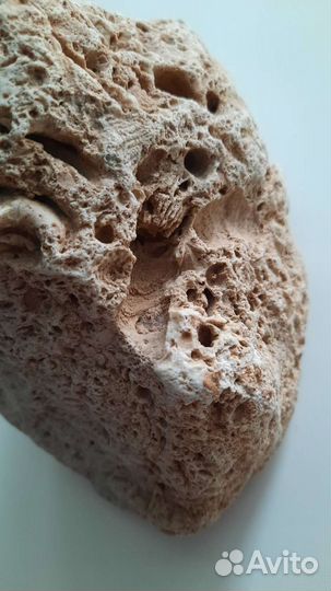 Камень Аммонит