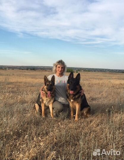 Дрессировка собак - послушание и ноузворк