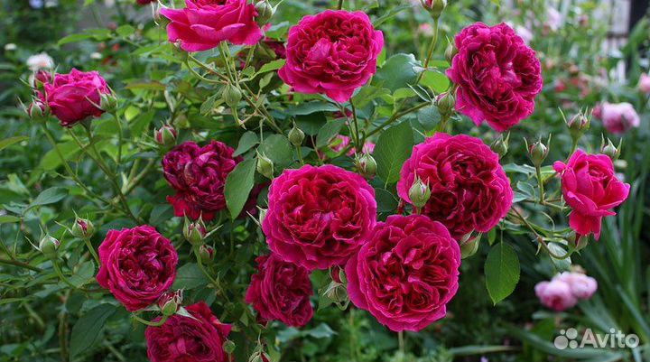 Саженцы Роз Вильям Шекспир 2000