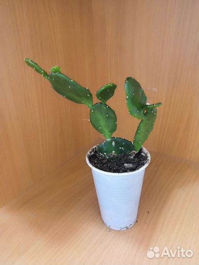 Кактус опунция