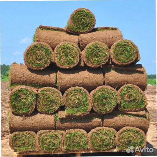 Рулонный газон с гарантией