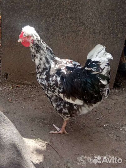 Куры молодые