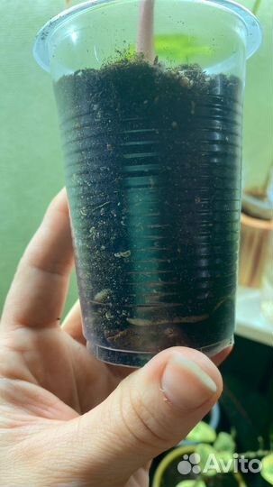 Аглаонема батерфляй