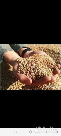 Продаю пшеницу