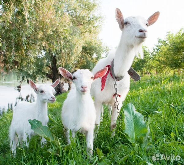 Козлята заанинской породы