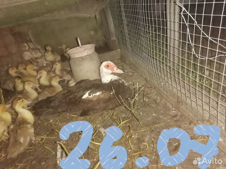 Утята мускусные