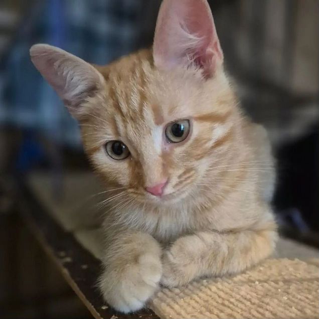 Котёнок в добрые руки