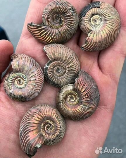 Пиритизированные Аммониты Quenstetoceras. Лот 30кг