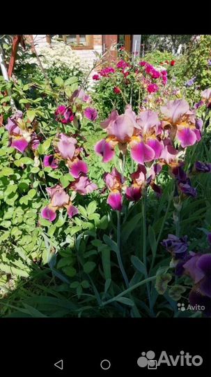 Садовые многолетки