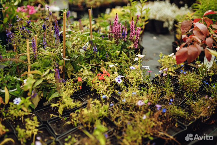 Многолетняя рассада из питомника