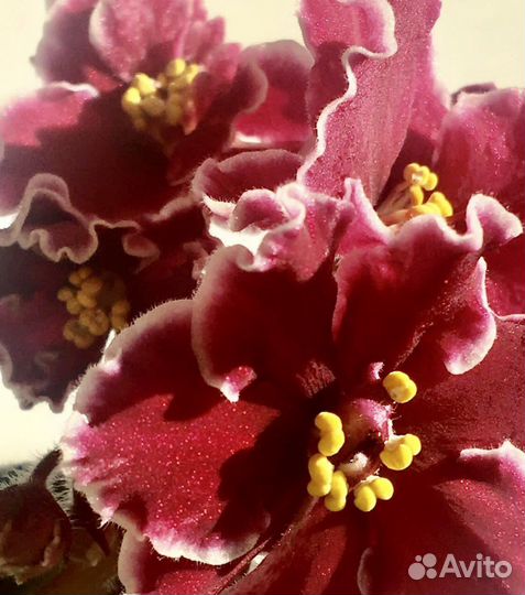 Сортовые фиалки