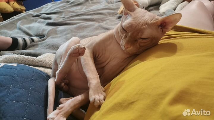 Донской сфинкс браш котята