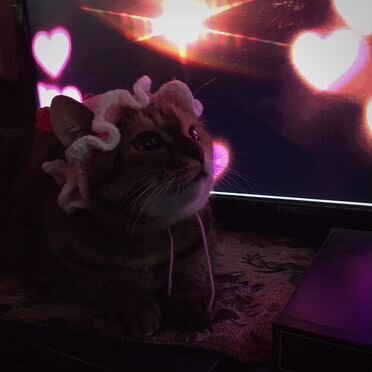 Котья шапочка