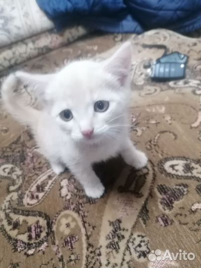 Кошка в дар