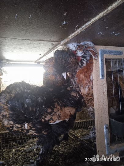 Павловский петух(золото)