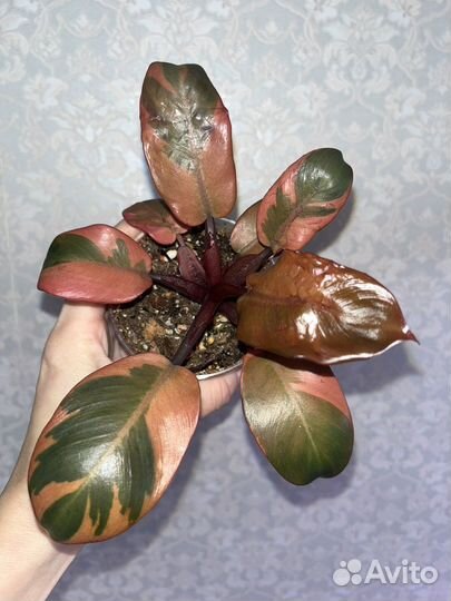 Филодендрон Блек кардинал вариегатный