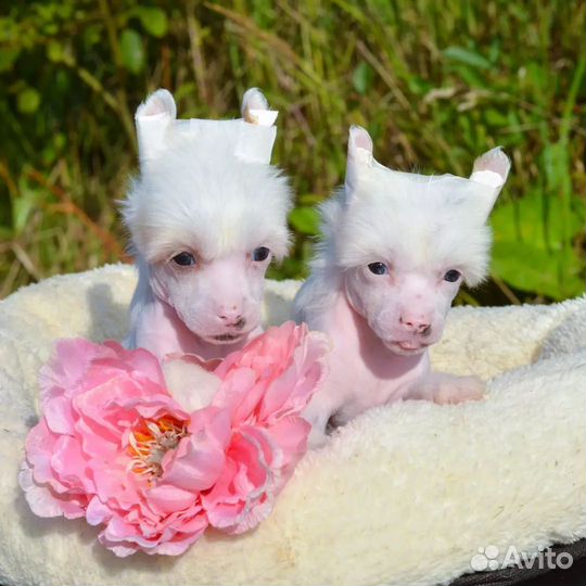 Сказочно красивые щенки 1,5 мес