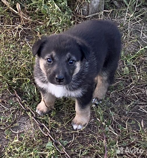 Щенки немецкой овчарки