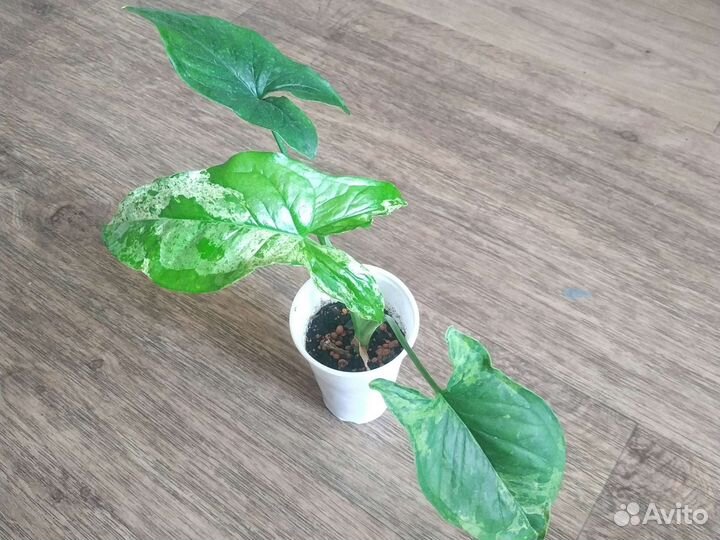 Сингониум Мохито