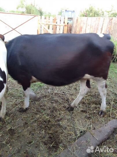 Корова телка