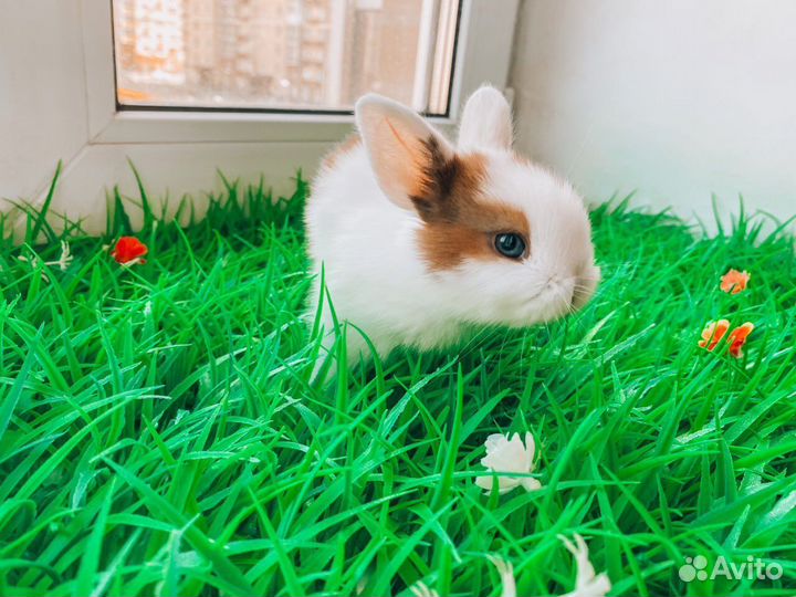 Карликовый кролик мини