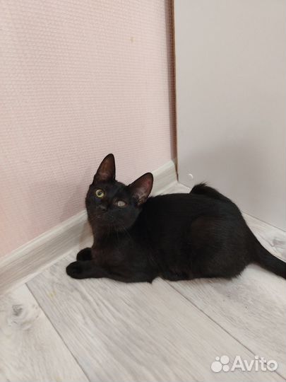 Черный котенок в добрые руки (мальчик)