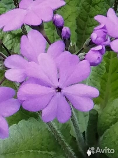 Растения для сада