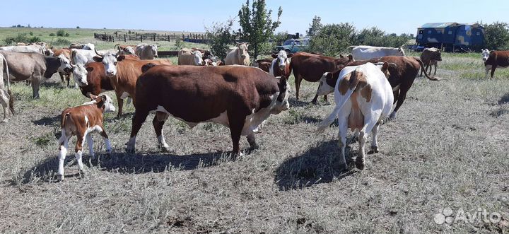 Продам быка