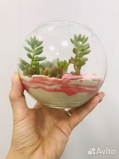 Подарок флорариум