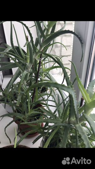 Алоэ лекарственный