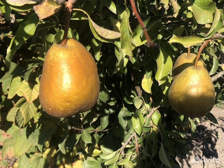 Саженцы сливы, персиков и груш