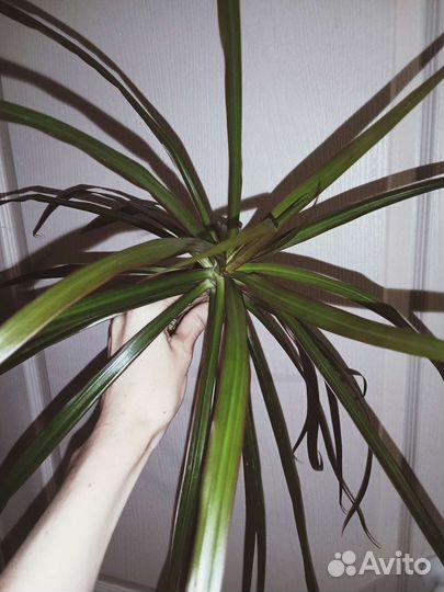 Драцена окаймленная