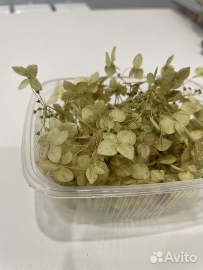 Сухоцветы гариензий для творчества