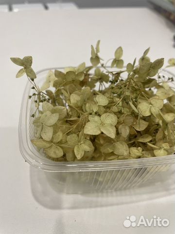 Сухоцветы гариензий для творчества