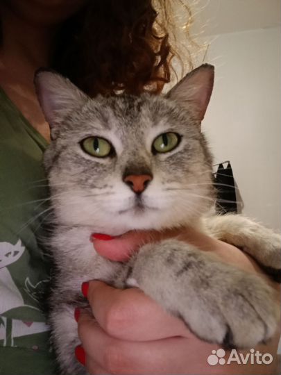 Кошка, метис шотландца