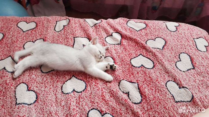 Шотландские котята шиншиллы