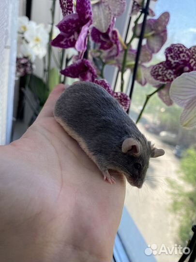 Декоративнеы мыши