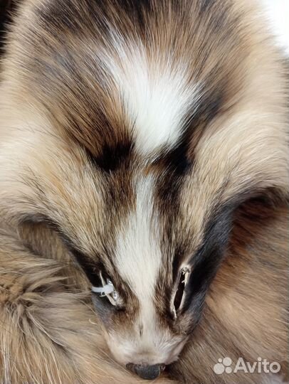 Шкурки енотовидной собаки