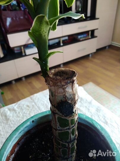 Комнатные цветы драцена