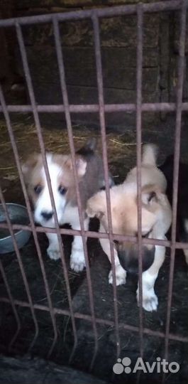 Щенки алабая